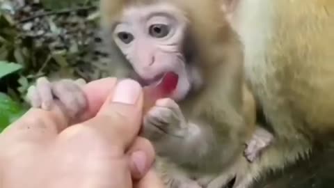 A monkey baby eating something