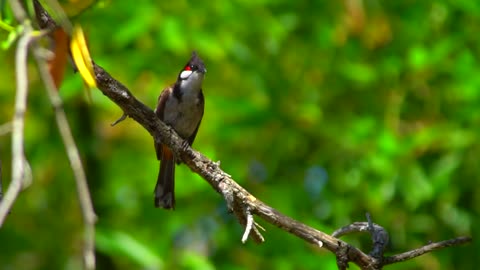 Bird Sound Relaxation | Nature Sound In The Forest Birds Chirping and Singing