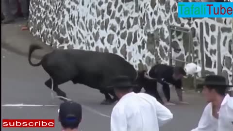 bull festival bull action funny 2021