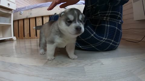 Sweet Little Squeaky Husky Puppy