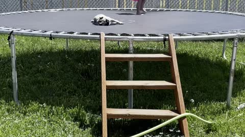 Sleepy Pug Can't be Bothered by Trampolining Girl