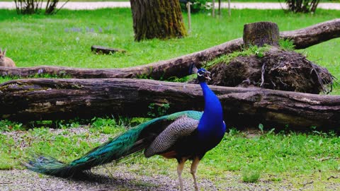 [ Never Seen Before ] Real Nurture's Beauty || THE BLUE BEAUTY || Peacock Singing In The Forrest