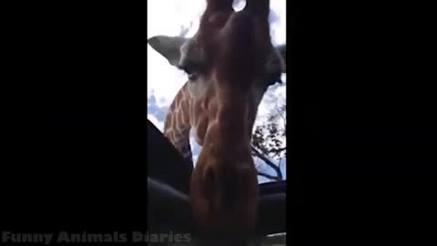 Funny animal videos 2020