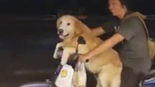 Dog rides scooter with owner in Thailand