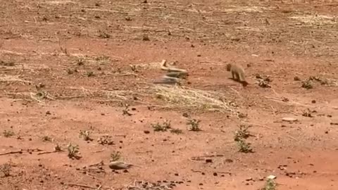 Mongoose_vs_Cobra_Real_Fight_-_Wildlife_documentar