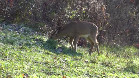 Archery Hunting the Rut 2017 Part 2