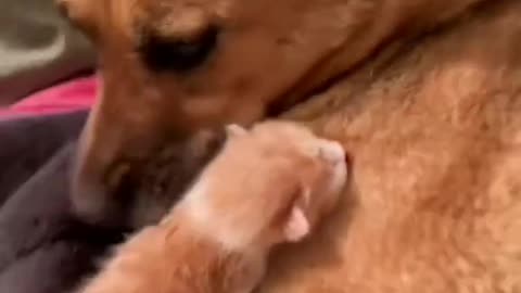 dog is caring a cat baby