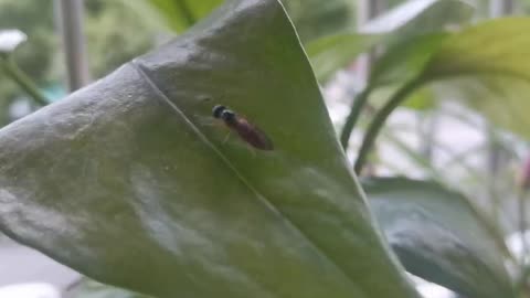 Big black ant on leaf