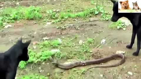 SNAKE VS DOGS FIGHT