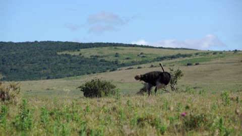 Ostrich moving his feathers in Addo Elephant National Park South Africa