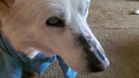 Blind husky dog dresses up and storms off to work