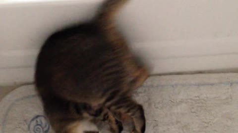 Cute and funny cat doing a somersault -Beautiful cats-