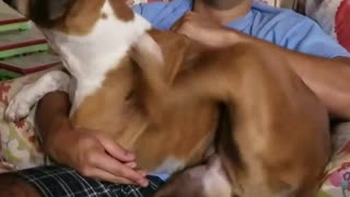 Dog shakes when scratched