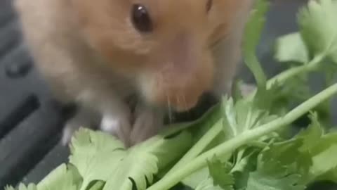 My Hamster Eating Coriander for 1st Time #shorts