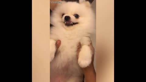 OMG this puppy is really very funny