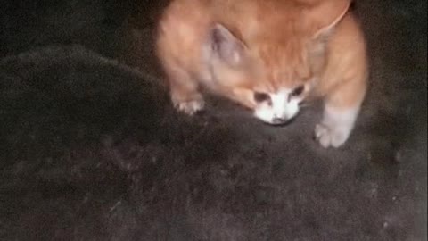 This kitten is eating protein powder?