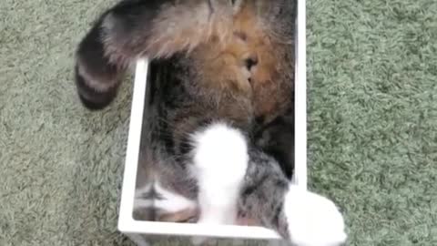 Jim the funny cat went to play in the transparent box