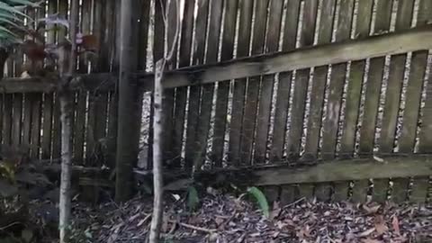 Guy in orange floral shirt runs at wooden fence and breaks it down