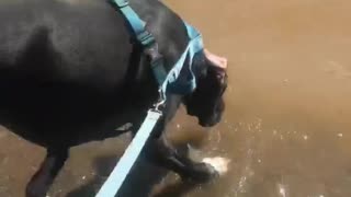 Great Dane Drinks Water