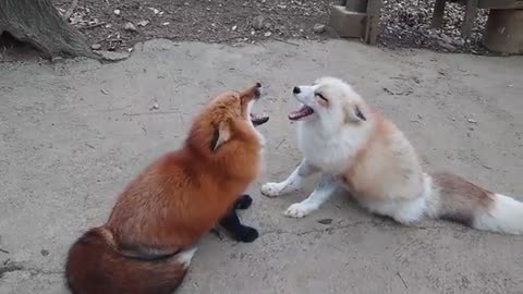 Foxs Sing Together