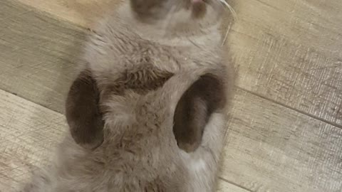 Fat grey cat laying on floor licking air hardwood