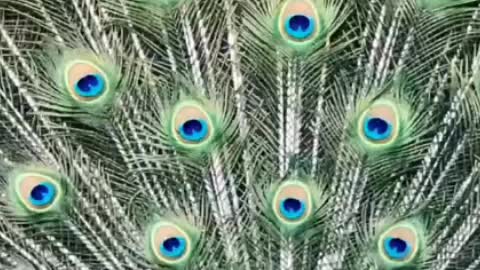 Of course, the most beautiful thing about a peacock is its feathers