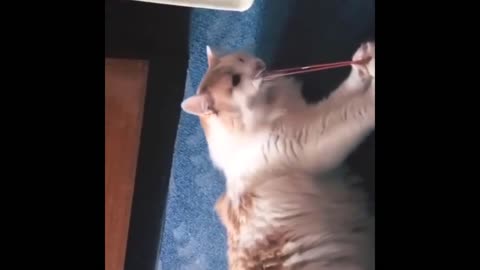 Cats That Plays with Elastic Bands, Get SNAPPED!!