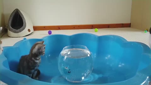 Kitten Reacts To Robo Fish