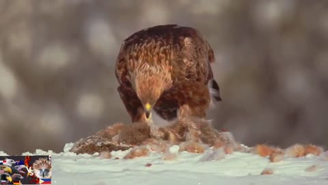 Tha Eagle Hard Attack Animal Life Survival Wild Animals.mp4