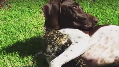 This Puppy Was In For A Surprise When This Tiger Cub Came Up To Him