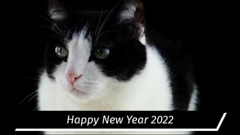 Cat wishing us Happy New Year 2022