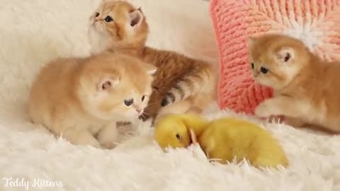 Kittens walk with a tiny duckling