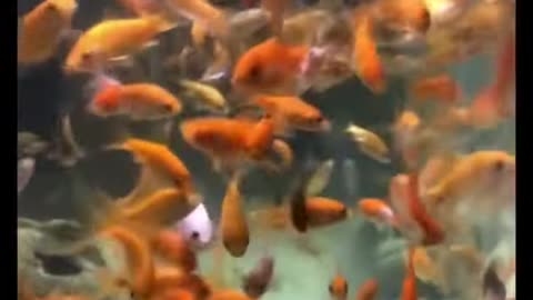 How Many Goldfish Can You Put in a Fish Tank?