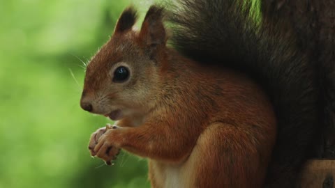 A Brown Squirrel Eating