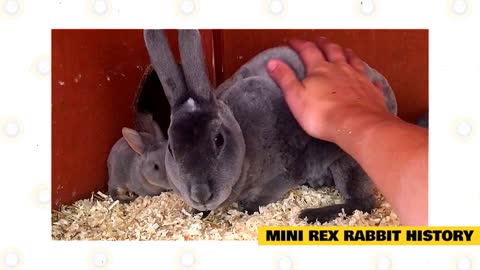 Mini Rex Rabbit