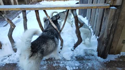 Incredible Husky from work in the snow