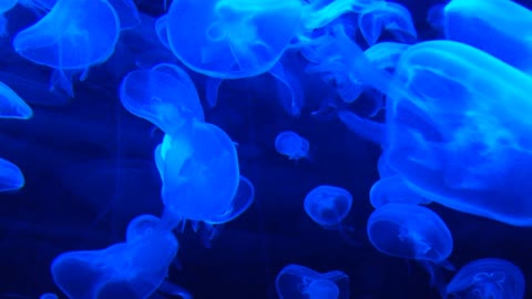 star jellyfish have no backbone