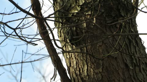 White Breasted Nuthatch Video