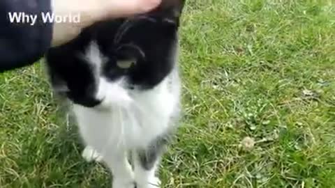 Funny Cat Videos Ep:2