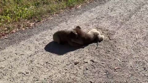 Koalas fight