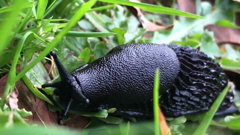 European Black Slug