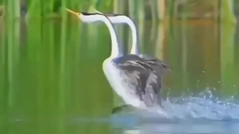 king duck, Wildlife is in closer view with a natural perspective.