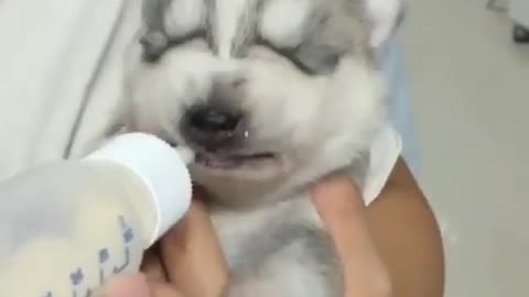 Newborn puppy drinking milk