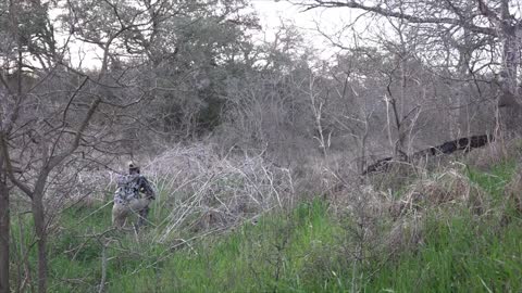 Daytime Shotgun Hog Hunt