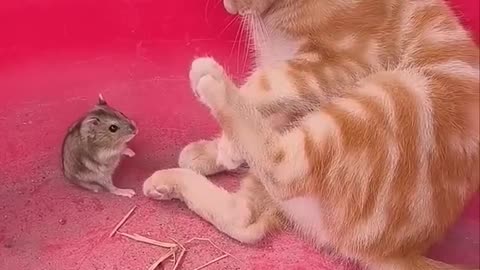 funny video 2024🤣😸🐁#animals #funnyshorts#shorts #part 97