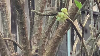 Breakfast in a Backyard Grapes and Seeds