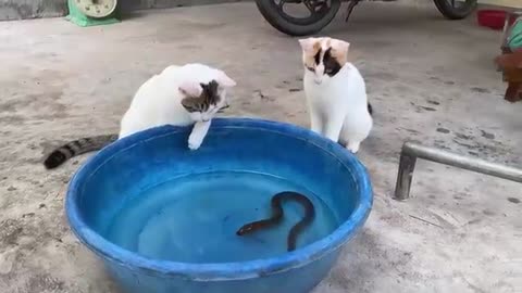 Funny cats 😂😂