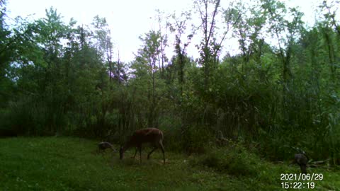 Back yard food plot