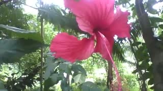 Linda flor hibisco vermelha é encontrada no meio da floresta no parque [Nature & Animals]