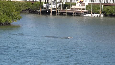 Dolphins Feeding in the Intercoastal.